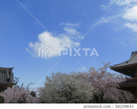 Blue sky and Sasabezakura at Ikegami Honmonji Temple 88209643