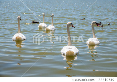A large flock of graceful white swans swims in the lake., swans in the wild A large flock of graceful white swans swims in the lake., swans in the wild 88210739