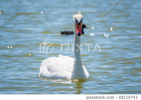 Graceful white Swan swimming in the lake, swans in the wild. Portrait of a white swan swimming on a lake. Graceful white Swan swimming in the lake, swans in the wild. Portrait of a white swan swimming on a lake. 88210741