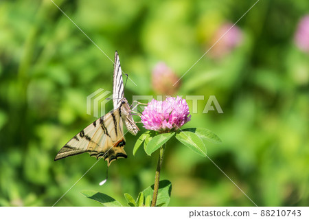 Beautiful Butterfly Scarce Swallowtail, Sail Swallowtail, Pear-tree Swallowtail, Podalirius. Latin name Iphiclides podaliriu. Butterfly collects nectar on flower. 88210743