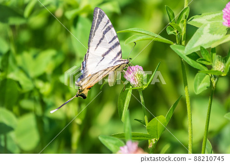 Beautiful Butterfly Scarce Swallowtail, Sail Swallowtail, Pear-tree Swallowtail, Podalirius. Latin name Iphiclides podaliriu. Butterfly collects nectar on flower. 88210745