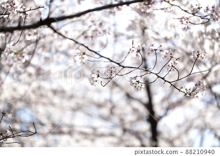 大阪府大阪市宮古島區櫻之宮公園的櫻花 88210940