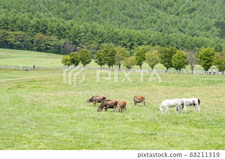 Hiruzen Kogen Jersey Beef Ox Hiruzen Kogen Jersey Beef Ox 88211319