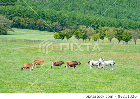 Hiruzen Kogen Jersey Beef Ox Hiruzen Kogen Jersey Beef Ox 88211320