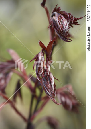 Japanese Maple Bloodgood Japanese Maple Bloodgood 88211432
