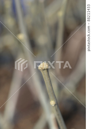 Rose Of Sharon Woodbridge Rose Of Sharon Woodbridge 88211433