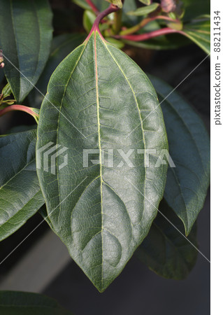 Davids viburnum 88211434