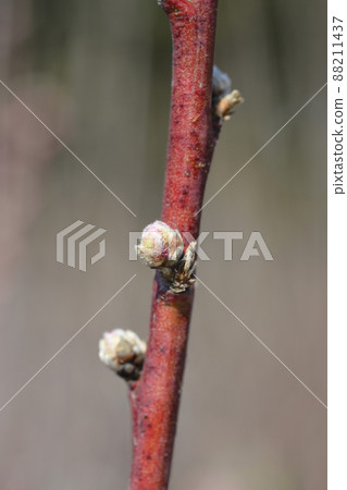 Nectarine 88211437