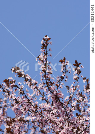 Black Cherry Plum Black Cherry Plum 88211441