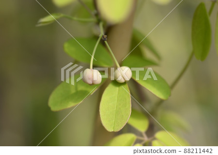 Five-leaf akebia Five-leaf akebia 88211442