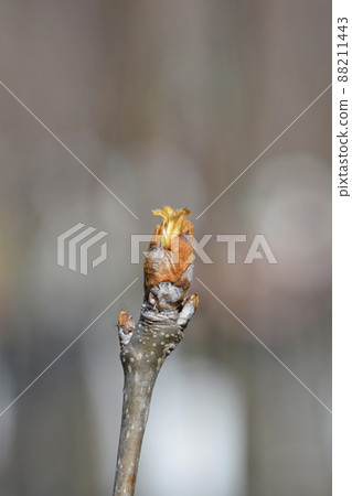 Pear tree Abate Fetel Pear tree Abate Fetel 88211443