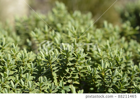 Shrubby veronica Green Globe 88211465