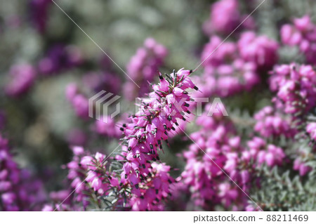 Darley Dale heath Darley Dale heath 88211469