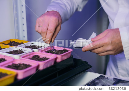 A laboratory assistant's hand holds a corn seed in tweezers, and corn seeds in a petri dish are decorated with plates with the names of E. Food Laboratory additives. 88212086