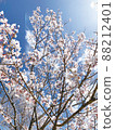 Sakura Sakura Graduation Admission Hanami Spring Japan 88212401