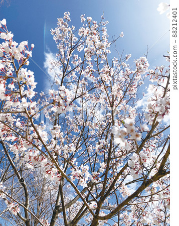 Sakura Sakura Graduation Admission Hanami Spring Japan 88212401
