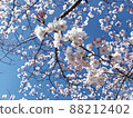 Sakura Sakura Graduation Admission Hanami Spring Japan 88212402