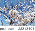 Sakura Sakura Graduation Admission Hanami Spring Japan 88212403