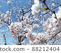Sakura Sakura Graduation Admission Hanami Spring Japan 88212404