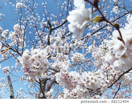 Sakura Sakura Graduation Admission Hanami Spring Japan Sakura Sakura Graduation Admission Hanami Spring Japan 88212404