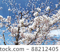 Sakura Sakura Graduation Admission Hanami Spring Japan 88212405