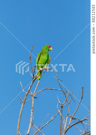white-fronted amazon, Amazona albifrons, Costa Rica 88212585