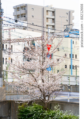 神戶池田川附近的櫻花 神戶池田川附近的櫻花 88212608