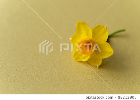 Narcissus 88212903