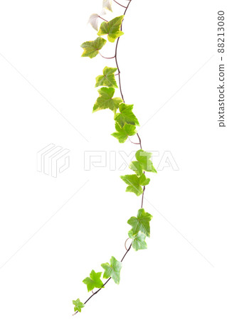 Yellow-green ivy on a white background 88213080