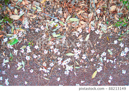 Cherry petals Cherry petals 88213149