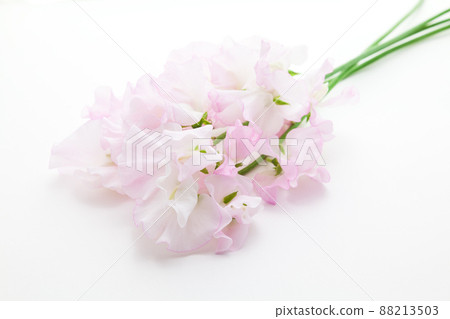 Pink sweet pea 88213503