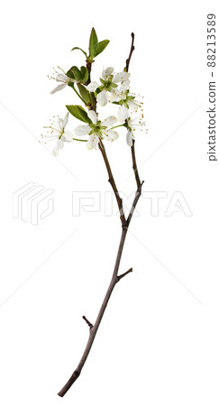 Spring twig with small green leaves and buds of flowers isolated on white Spring twig with small green leaves and buds of flowers isolated on white 88213589