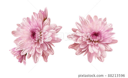 Pink chryzanthemum flower isolated 88213596