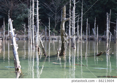 Aogiri Koike Pond Ichinomata Sakura Park Shimonoseki City, Yamaguchi Prefecture 88213604