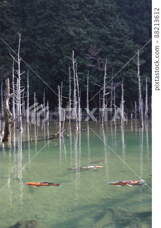 山口縣下關市青木小池池塘一之櫻公園 88213612