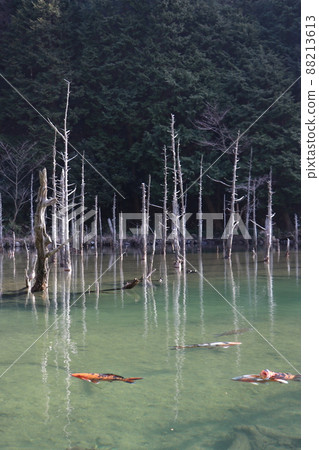 Aogiri Koike Pond Ichinomata Sakura Park Shimonoseki City, Yamaguchi Prefecture Aogiri Koike Pond Ichinomata Sakura Park Shimonoseki City, Yamaguchi Prefecture 88213613