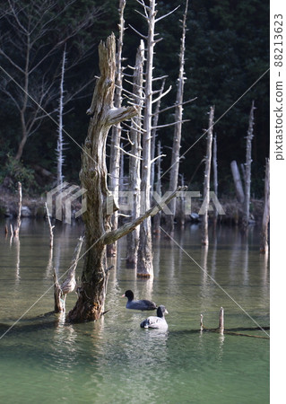 Aogiri Koike Pond Ichinomata Sakura Park Shimonoseki City, Yamaguchi Prefecture Aogiri Koike Pond Ichinomata Sakura Park Shimonoseki City, Yamaguchi Prefecture 88213623