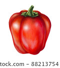 Red pepper on a white background, illustration with mixed media 88213754