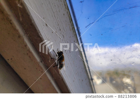 Honey bee taking by a roof window Honey bee taking by a roof window 88213806
