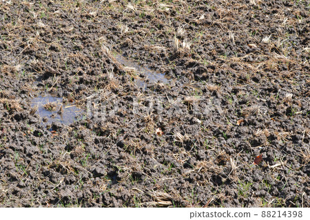 Rice fields that have been raised (rice fields and puddles) 88214398