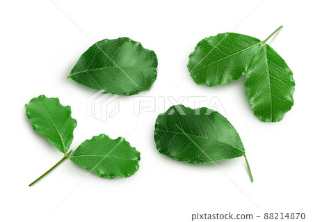 Fresh carob leaves isolated on white background with clipping path. Top view. Flat lay Fresh carob leaves isolated on white background with clipping path. Top view. Flat lay 88214870