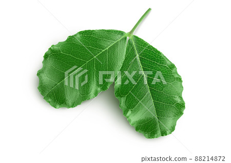 Fresh carob leaves isolated on white background with clipping path. Top view. Flat lay 88214872