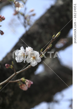 Omuta City Amagiyama Park Sakura, 88214951