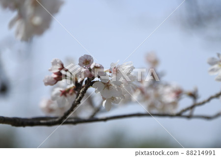 Omuta City Amagiyama Park Sakura, Omuta City Amagiyama Park Sakura, 88214991