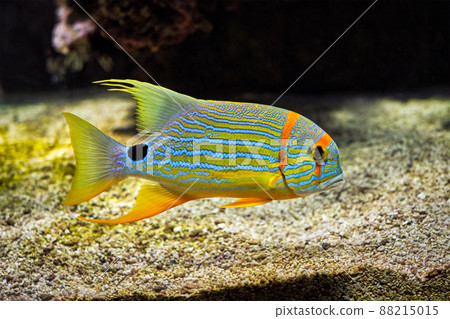 Sailfin snapper Symphorichthys spilurus blue-lined sea bream fish underwater in sea Sailfin snapper Symphorichthys spilurus blue-lined sea bream fish underwater in sea 88215015