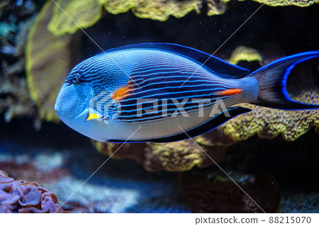 Sohal Surgeonfish underwater 88215070
