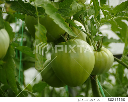 big green tomato fruits on the branches big green tomato fruits on the branches 88215168