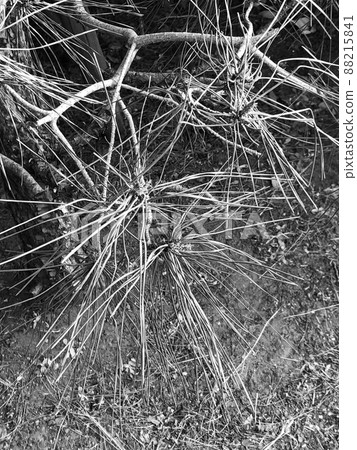 Pine needle 88215841