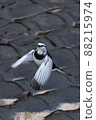 黑背鶺鴒追逐野鳥和蒼蠅 黑背鶺鴒追逐野鳥和蒼蠅 88215974