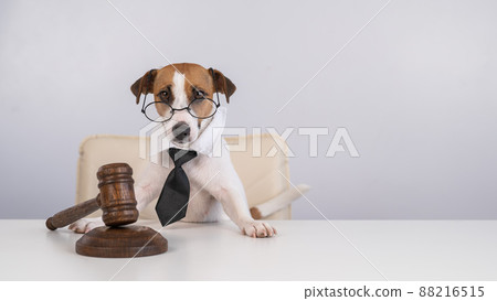 A jack russell terrier dog in a tie sits behind on a chair with a judge's gavel on the table. 88216515